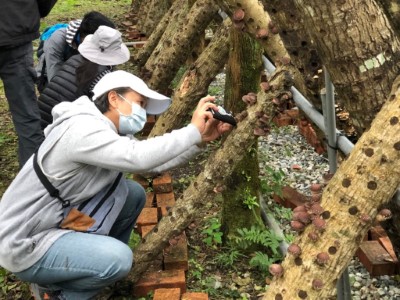 109年12月17日及18日， 萬榮站植菌。